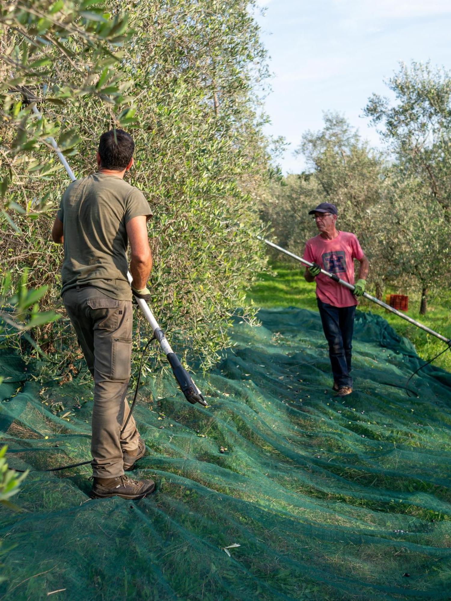 Podere Le Mezzelune Bibbona Ngoại thất bức ảnh